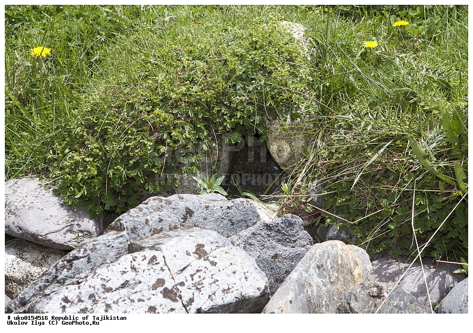 �����, �����������, ���������� �����������, ������� ����, ����������� ����, �����, ��������, ��������, �����, �����, ��������, �����������, XYZ, ������������, Muscicapidae, ������� �����������, Chaimarrornis leucocephalus, ���