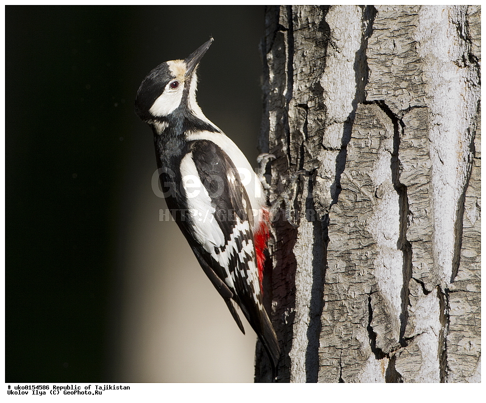 �����, �����������, ���������� �����������, ������� ����, ����������� ����, �����, ��������, ��������, �����, �����, ��������, �����������, XYZ, ��������, �����, ��������� ��������, Picidae, ���������� �����, Dendrocopos leucopterus