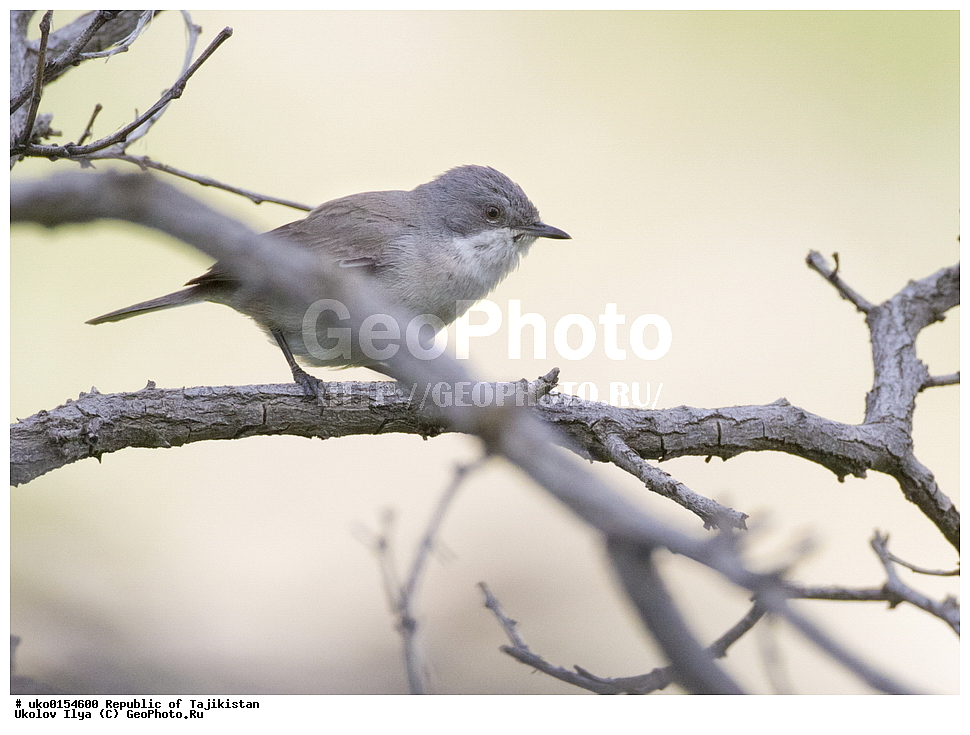 �����, �����������, ���������� �����������, ������� ����, ����������� ����, �����, ��������, ��������, �����, �����, ��������, �����������, XYZ, ���������, Sylviidae, ������ ������, ������-��������� ������, Sylvia althaea