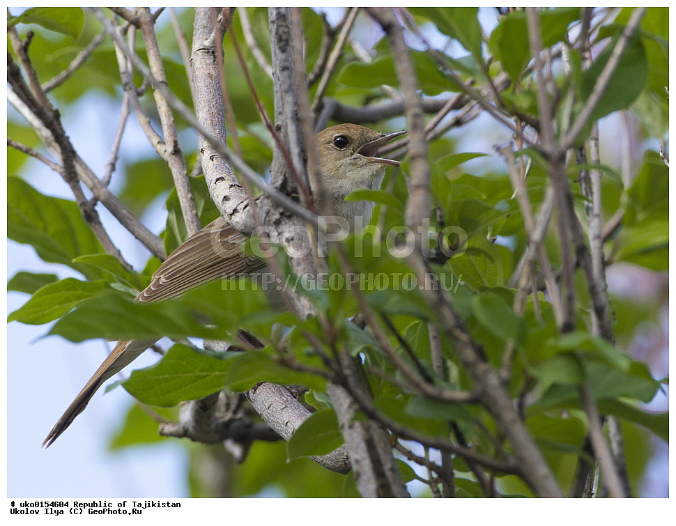 �����, �����������, ���������� �����������, ������� ����, ����������� ����, �����, ��������, ��������, �����, �����, ��������, �����������, XYZ, ������������, Muscicapidae, ����� �������, �������� �������, Luscinia megarhynchos