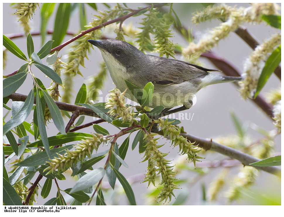 �����, �����������, ���������� �����������, ������� ����, ����������� ����, �����, ��������, ��������, �����, �����, ��������, �����������, XYZ, ���������, Sylviidae, ������ ������, ������-��������� ������, Sylvia althaea