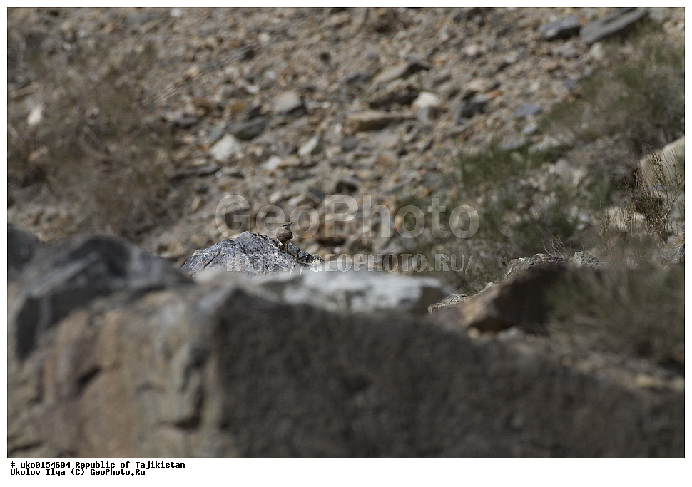 ��������� ��������, �����������, ���������� �����������, ������� ����, ����������� ����, �����, ��������, ��������, �����, �����, ��������, �����������, XYZ, ������������, Muscicapidae, ���������� �������, ��������� ���������� �������, Oenanthe chrysopigia