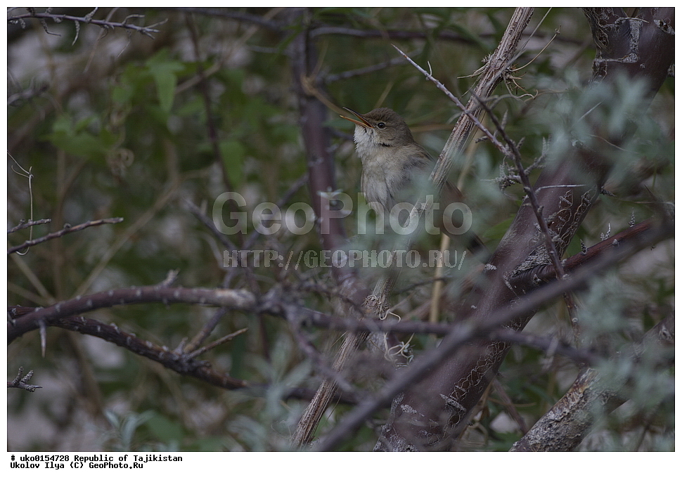 ��������� ��������, �����������, ���������� �����������, ������� ����, ����������� ����, �����, ��������, ��������, �����, �����, ��������, �����������, XYZ, ���������, Sylviidae, ������������ ���������, Acrocephalus orinus