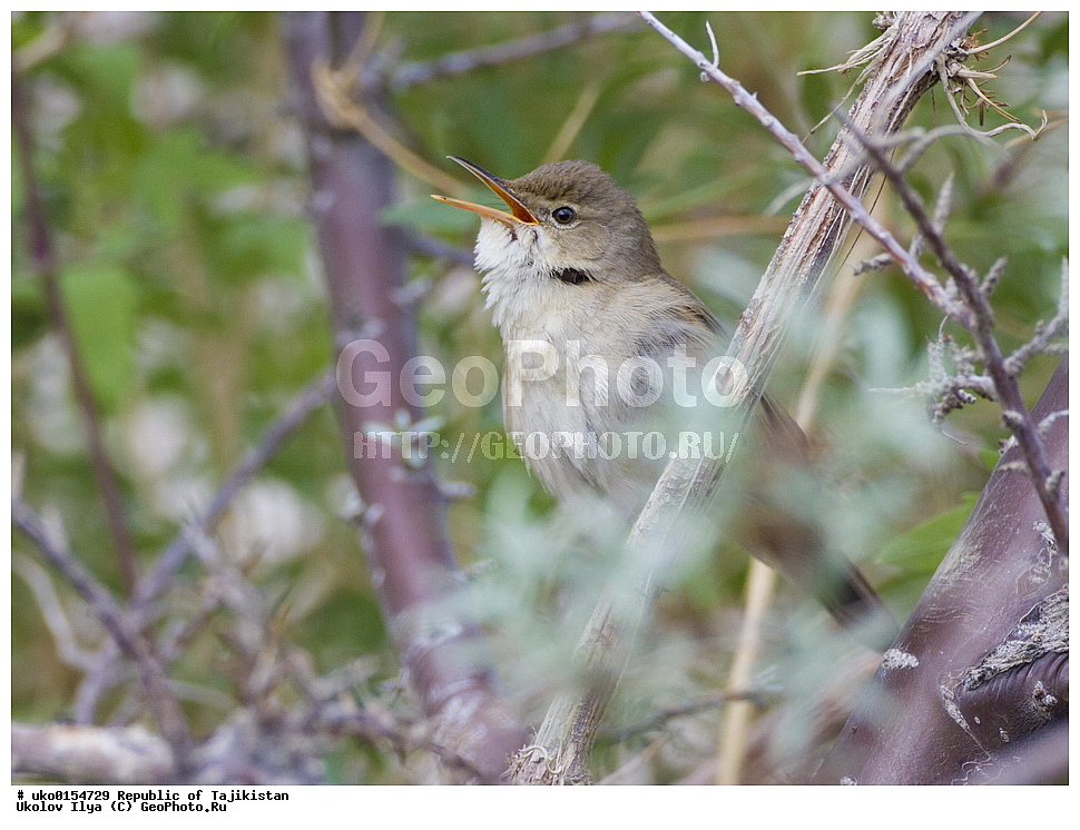 ��������� ��������, �����������, ���������� �����������, ������� ����, ����������� ����, �����, ��������, ��������, �����, �����, ��������, �����������, XYZ, ���������, Sylviidae, ������������ ���������, Acrocephalus orinus