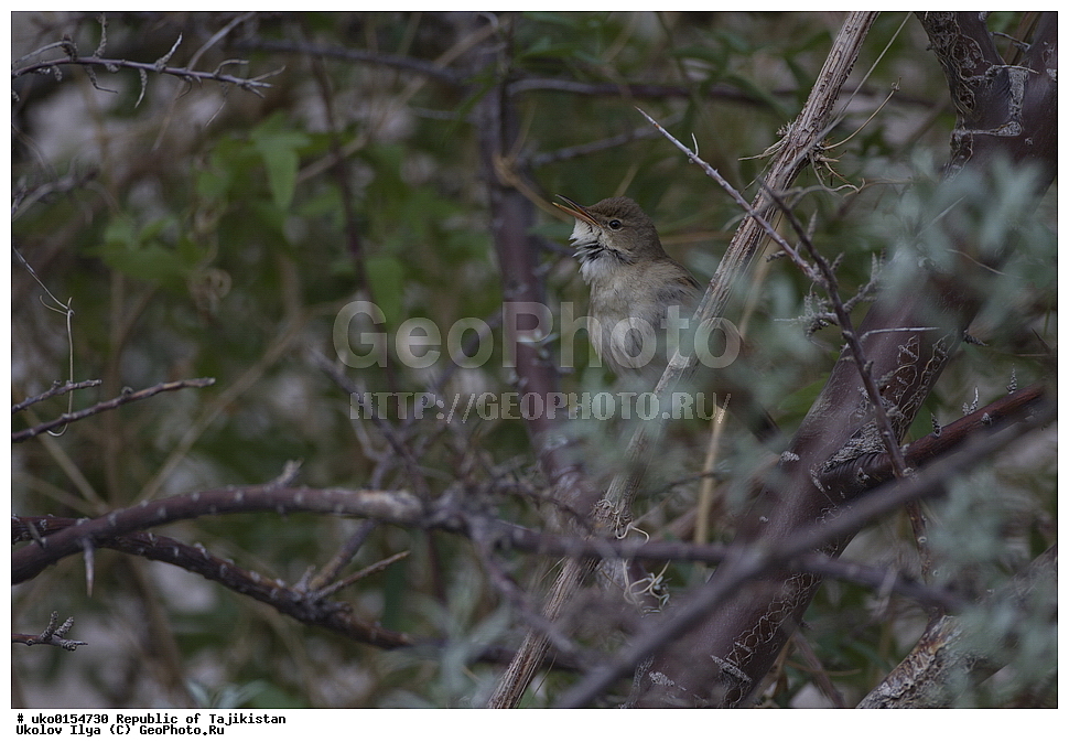 ��������� ��������, �����������, ���������� �����������, ������� ����, ����������� ����, �����, ��������, ��������, �����, �����, ��������, �����������, XYZ, ���������, Sylviidae, ������������ ���������, Acrocephalus orinus