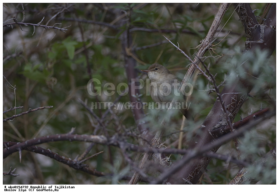 ��������� ��������, �����������, ���������� �����������, ������� ����, ����������� ����, �����, ��������, ��������, �����, �����, ��������, �����������, XYZ, ���������, Sylviidae, ������������ ���������, Acrocephalus orinus