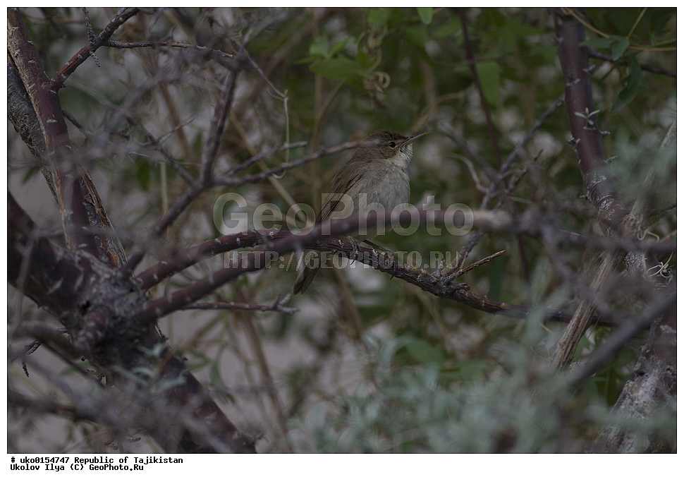 ��������� ��������, �����������, ���������� �����������, ������� ����, ����������� ����, �����, ��������, ��������, �����, �����, ��������, �����������, XYZ, ���������, Sylviidae, ������������ ���������, Acrocephalus orinus