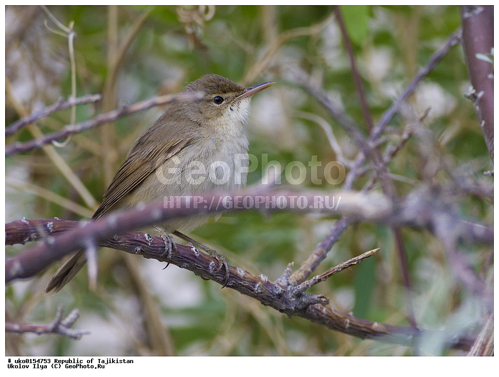 ��������� ��������, �����������, ���������� �����������, ������� ����, ����������� ����, �����, ��������, ��������, �����, �����, ��������, �����������, XYZ, ���������, Sylviidae, ������������ ���������, Acrocephalus orinus