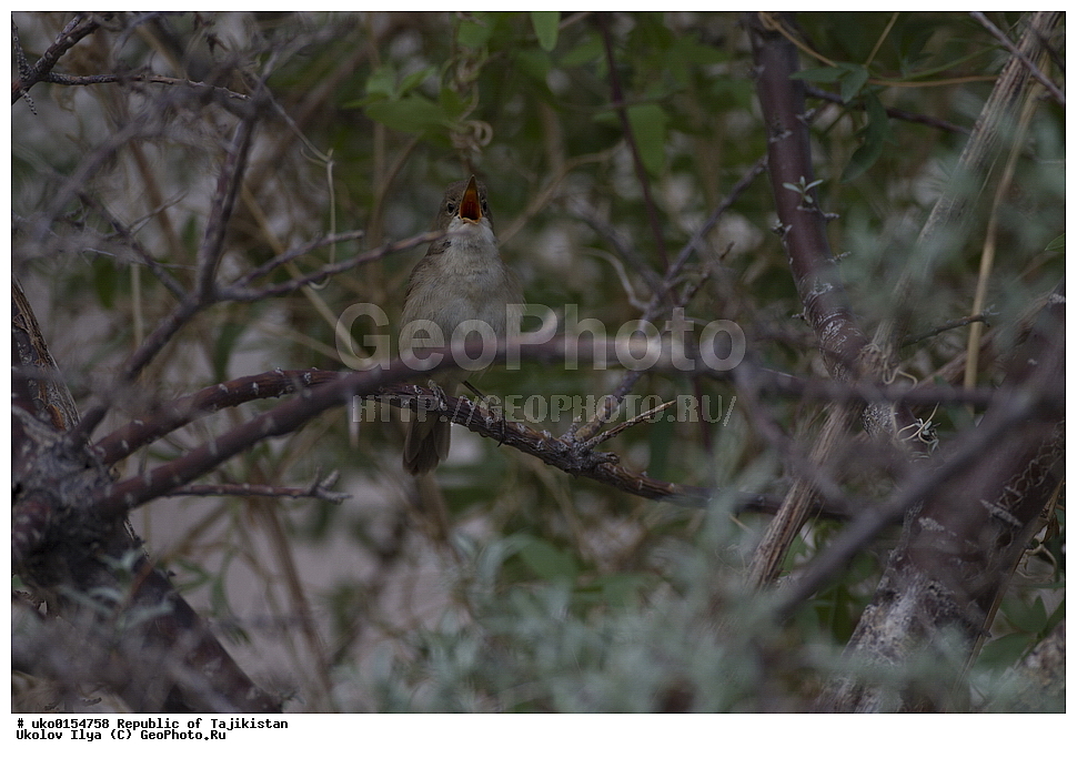 ��������� ��������, �����������, ���������� �����������, ������� ����, ����������� ����, �����, ��������, ��������, �����, �����, ��������, �����������, XYZ, ���������, Sylviidae, ������������ ���������, Acrocephalus orinus