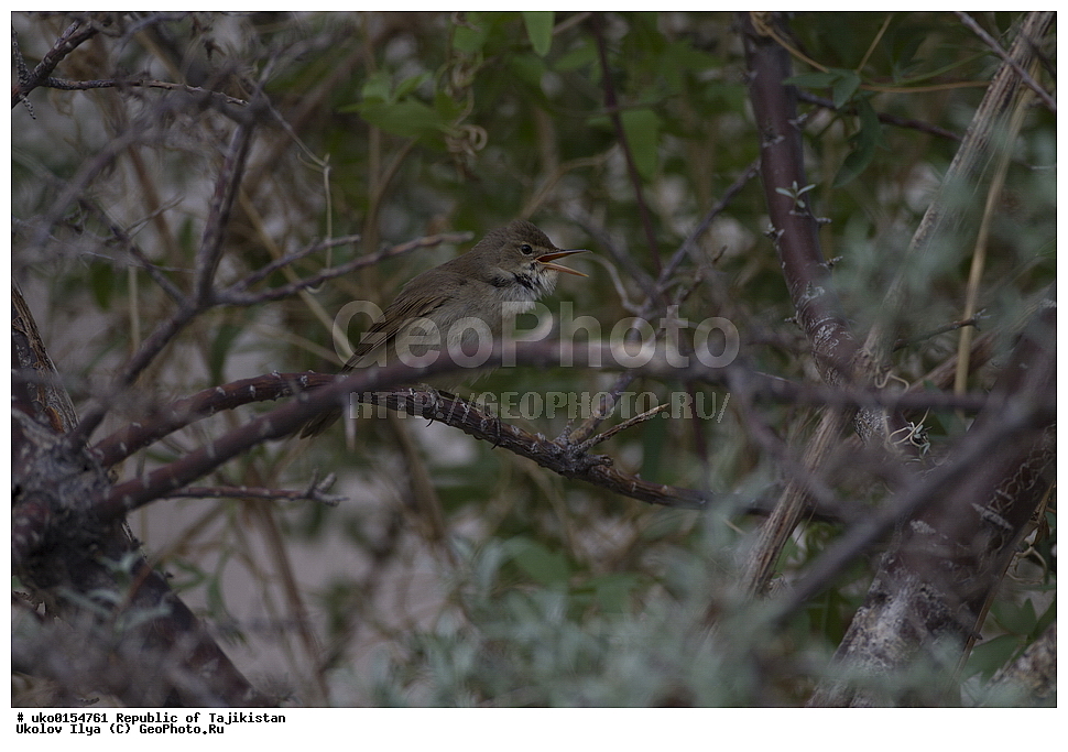 ��������� ��������, �����������, ���������� �����������, ������� ����, ����������� ����, �����, ��������, ��������, �����, �����, ��������, �����������, XYZ, ���������, Sylviidae, ������������ ���������, Acrocephalus orinus