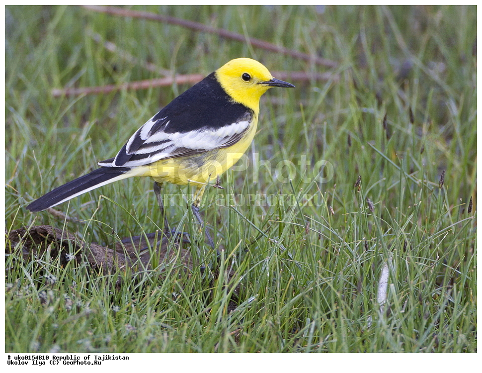 ��������� ��������, �����������, ���������� �����������, ������� ����, ����������� ����, �����, ��������, ��������, �����, �����, ��������, �����������, XYZ, �������������, Motacillidae, ������������ ������������ ����������, ������������ ������������ ����������, Motacilla citreola calcarata