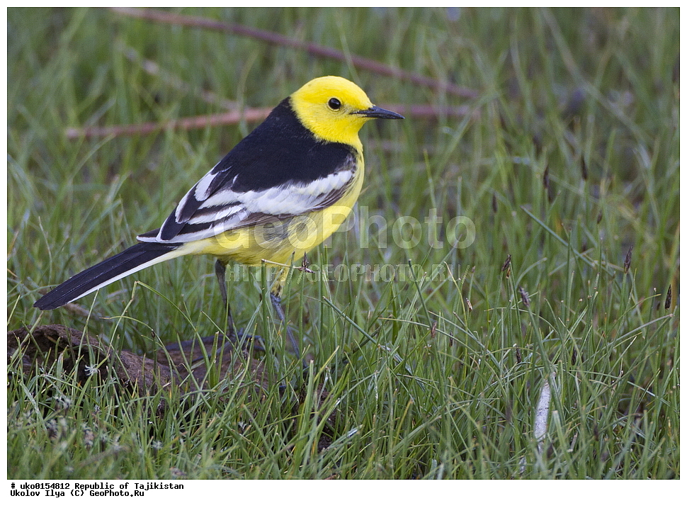 ��������� ��������, �����������, ���������� �����������, ������� ����, ����������� ����, �����, ��������, ��������, �����, �����, ��������, �����������, XYZ, �������������, Motacillidae, ������������ ������������ ����������, ������������ ������������ ����������, Motacilla citreola calcarata