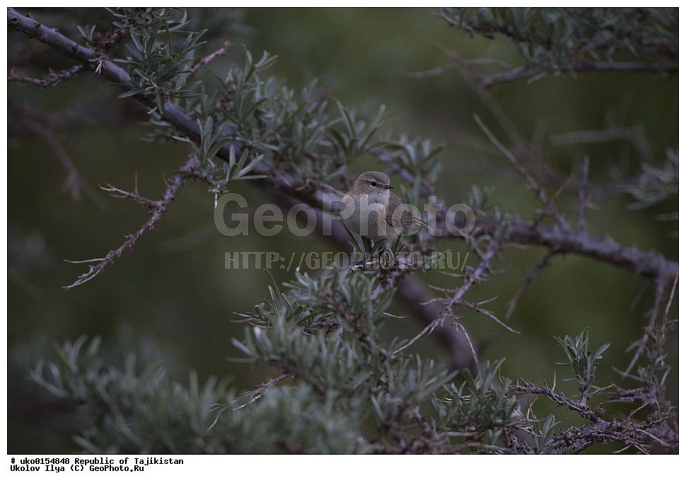 ��������� ��������, �����������, ���������� �����������, ������� ����, ����������� ����, �����, ��������, ��������, �����, �����, ��������, �����������, XYZ, ���������, Sylviidae, ����������, Phylloscopidae, ��������������� ���������, ������ ���������, Phylloscopus sindianus