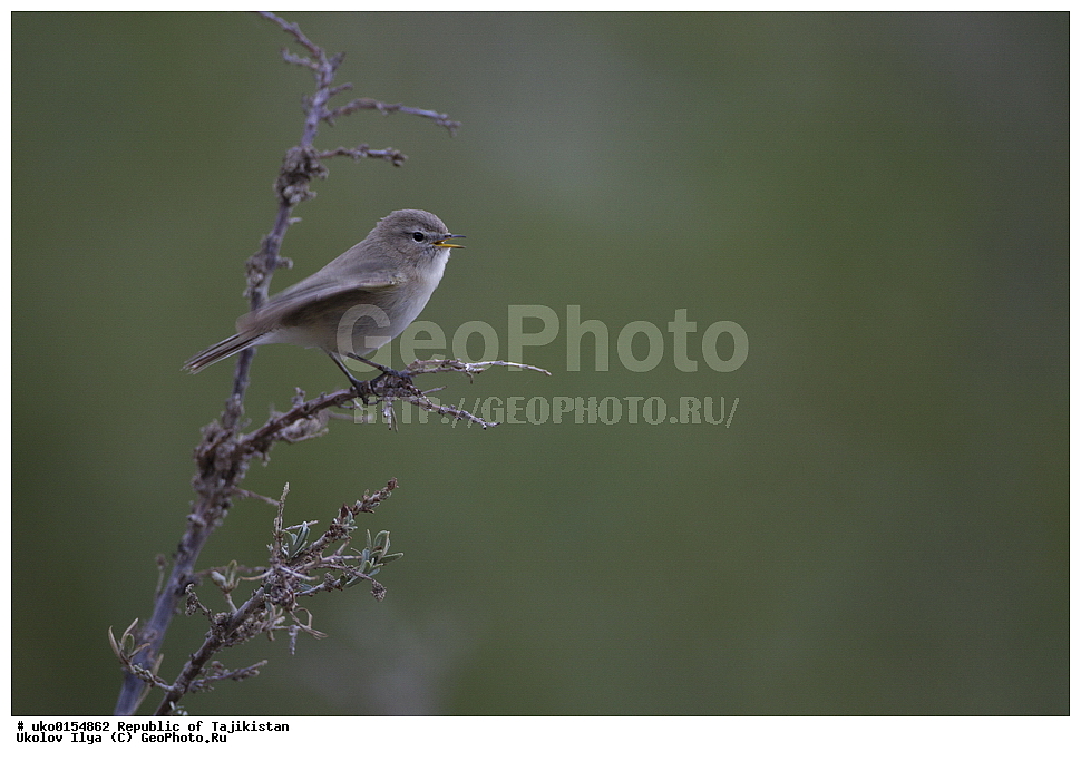 ��������� ��������, �����������, ���������� �����������, ������� ����, ����������� ����, �����, ��������, ��������, �����, �����, ��������, �����������, XYZ, ���������, Sylviidae, ����������, Phylloscopidae, ��������������� ���������, ������ ���������, Phylloscopus sindianus