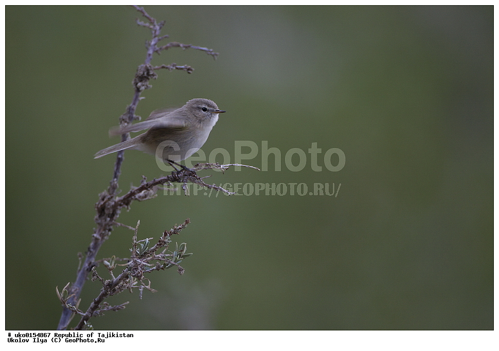 ��������� ��������, �����������, ���������� �����������, ������� ����, ����������� ����, �����, ��������, ��������, �����, �����, ��������, �����������, XYZ, ���������, Sylviidae, ����������, Phylloscopidae, ��������������� ���������, ������ ���������, Phylloscopus sindianus