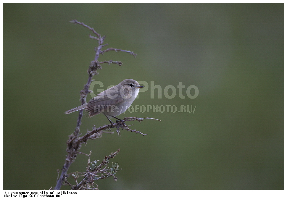 ��������� ��������, �����������, ���������� �����������, ������� ����, ����������� ����, �����, ��������, ��������, �����, �����, ��������, �����������, XYZ, ���������, Sylviidae, ����������, Phylloscopidae, ��������������� ���������, ������ ���������, Phylloscopus sindianus