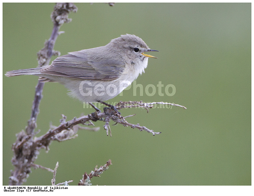 ��������� ��������, �����������, ���������� �����������, ������� ����, ����������� ����, �����, ��������, ��������, �����, �����, ��������, �����������, XYZ, ���������, Sylviidae, ����������, Phylloscopidae, ��������������� ���������, ������ ���������, Phylloscopus sindianus