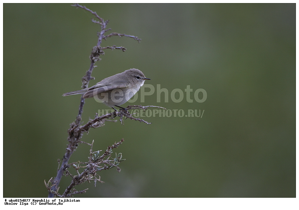 ��������� ��������, �����������, ���������� �����������, ������� ����, ����������� ����, �����, ��������, ��������, �����, �����, ��������, �����������, XYZ, ���������, Sylviidae, ����������, Phylloscopidae, ��������������� ���������, ������ ���������, Phylloscopus sindianus