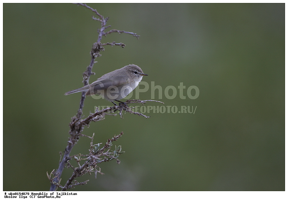 ��������� ��������, �����������, ���������� �����������, ������� ����, ����������� ����, �����, ��������, ��������, �����, �����, ��������, �����������, XYZ, ���������, Sylviidae, ����������, Phylloscopidae, ��������������� ���������, ������ ���������, Phylloscopus sindianus