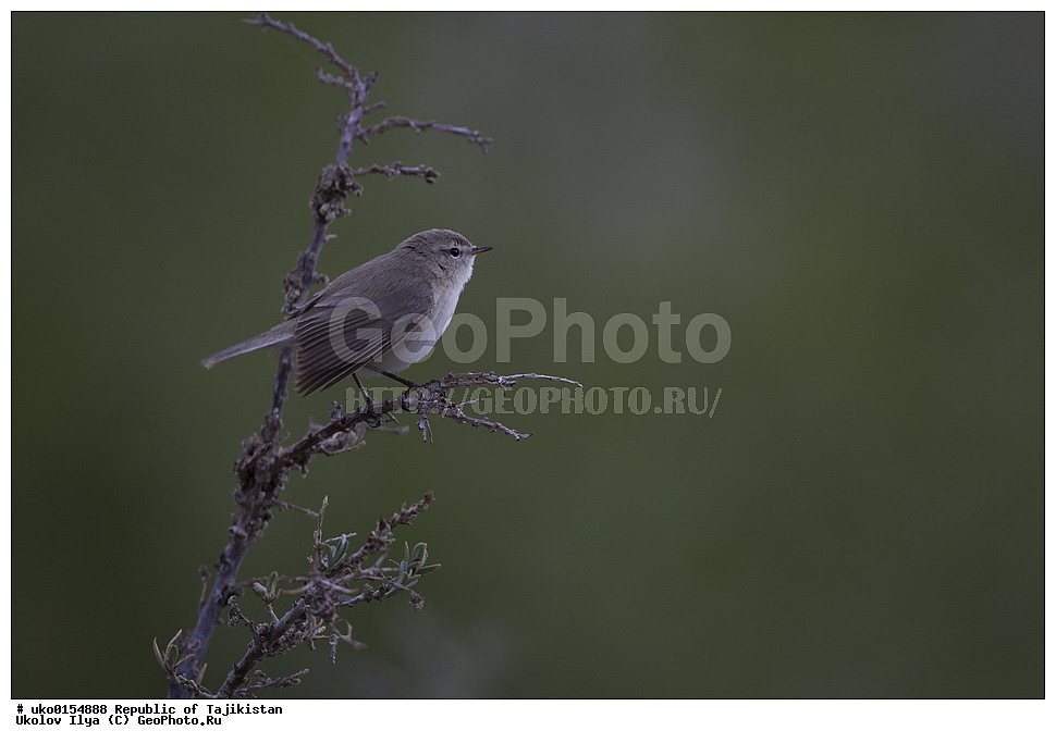 ��������� ��������, �����������, ���������� �����������, ������� ����, ����������� ����, �����, ��������, ��������, �����, �����, ��������, �����������, XYZ, ���������, Sylviidae, ����������, Phylloscopidae, ��������������� ���������, ������ ���������, Phylloscopus sindianus