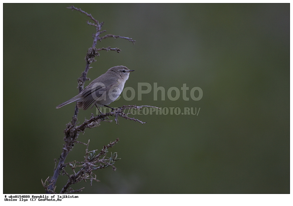 ��������� ��������, �����������, ���������� �����������, ������� ����, ����������� ����, �����, ��������, ��������, �����, �����, ��������, �����������, XYZ, ���������, Sylviidae, ����������, Phylloscopidae, ��������������� ���������, ������ ���������, Phylloscopus sindianus