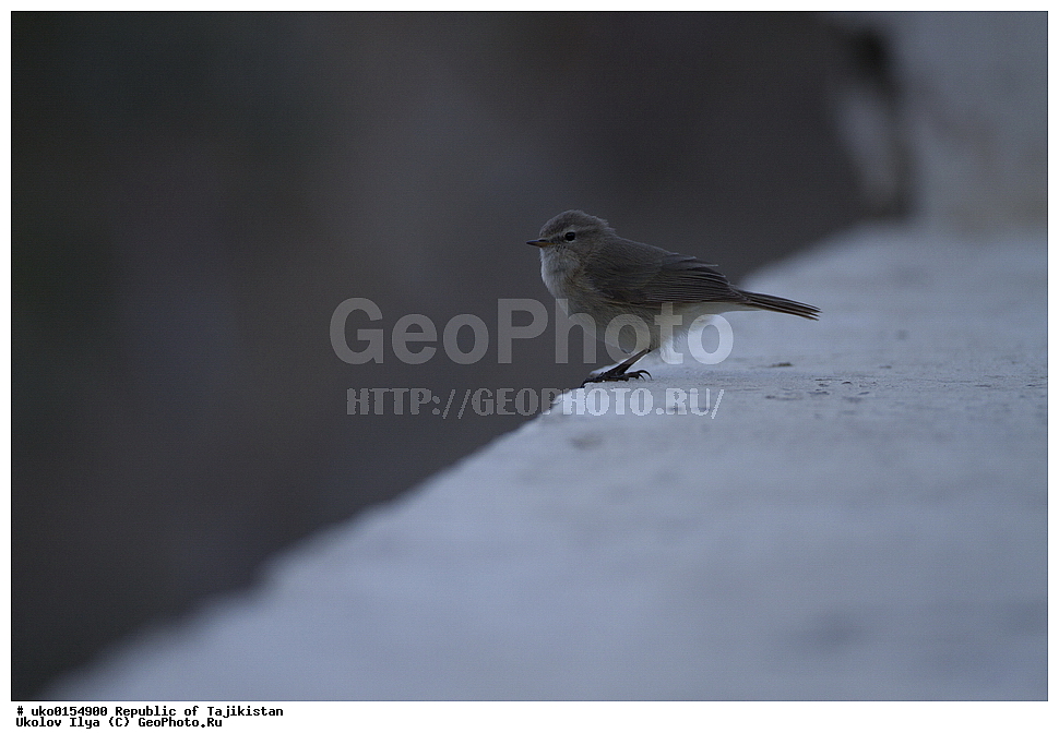 ��������� ��������, �����������, ���������� �����������, ������� ����, ����������� ����, �����, ��������, ��������, �����, �����, ��������, �����������, XYZ, ���������, Sylviidae, ����������, Phylloscopidae, ��������������� ���������, ������ ���������, Phylloscopus sindianus