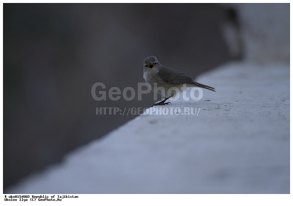 ��������� ��������, �����������, ���������� �����������, ������� ����, ����������� ����, �����, ��������, ��������, �����, �����, ��������, �����������, XYZ, ���������, Sylviidae, ����������, Phylloscopidae, ��������������� ���������, ������ ���������, Phylloscopus sindianus