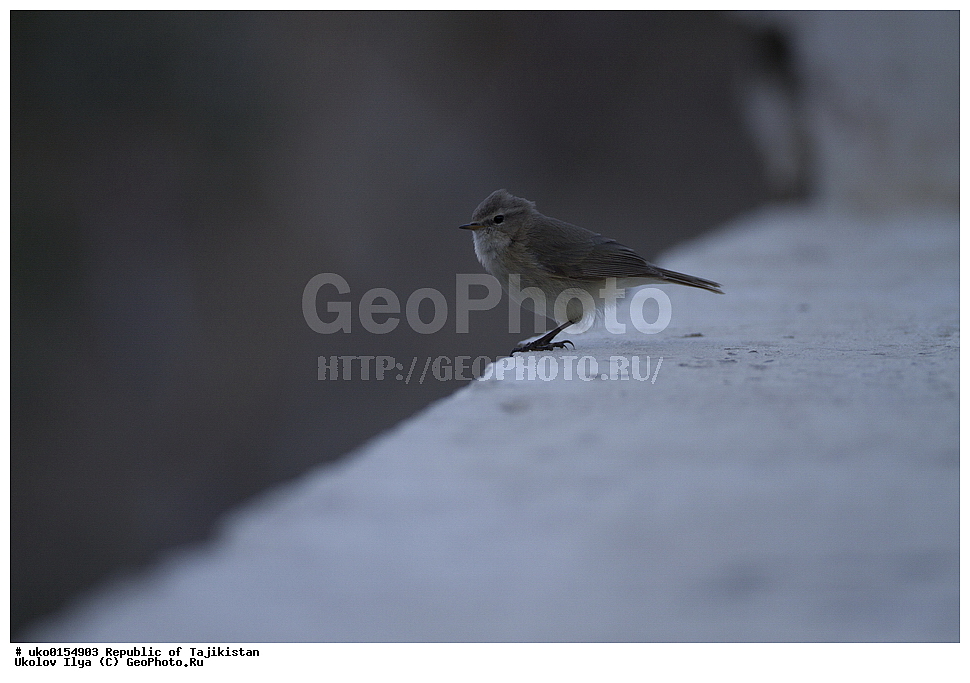 ��������� ��������, �����������, ���������� �����������, ������� ����, ����������� ����, �����, ��������, ��������, �����, �����, ��������, �����������, XYZ, ���������, Sylviidae, ����������, Phylloscopidae, ��������������� ���������, ������ ���������, Phylloscopus sindianus