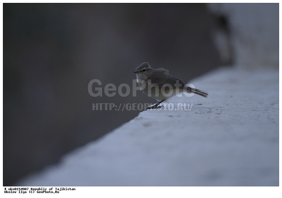 ��������� ��������, �����������, ���������� �����������, ������� ����, ����������� ����, �����, ��������, ��������, �����, �����, ��������, �����������, XYZ, ���������, Sylviidae, ����������, Phylloscopidae, ��������������� ���������, ������ ���������, Phylloscopus sindianus