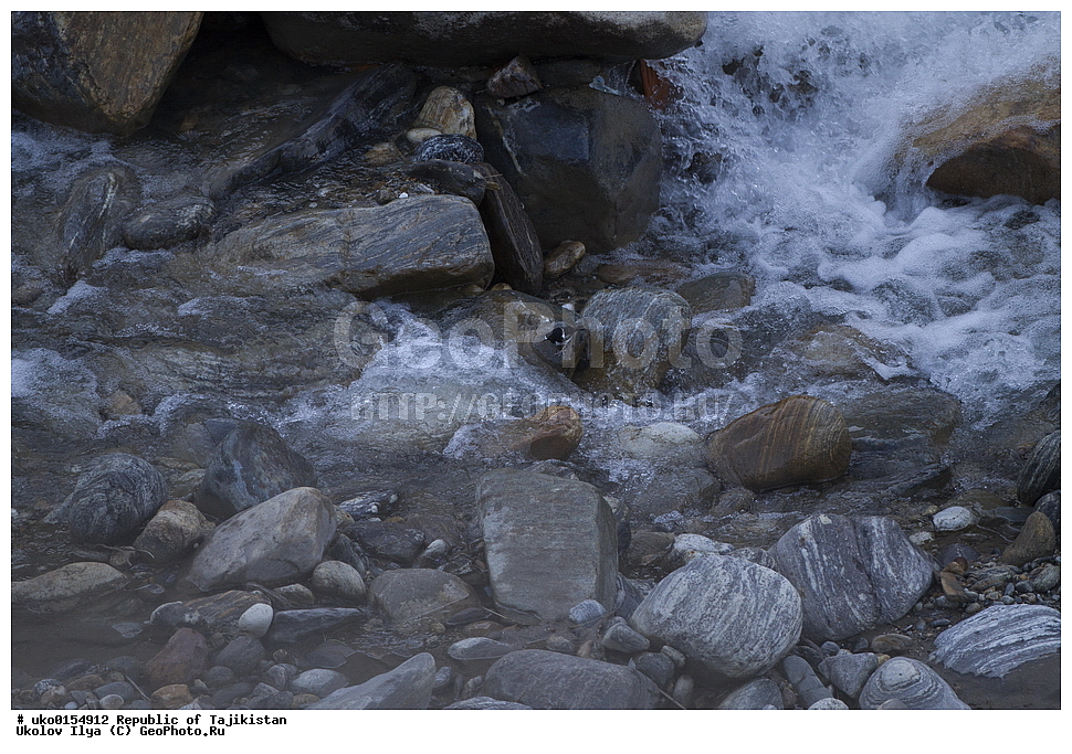 ��������� ��������, �����������, ���������� �����������, ������� ����, ����������� ����, �����, ��������, ��������, �����, �����, ��������, �����������, XYZ, ������������, Muscicapidae, ���������, Enicurus scouleri