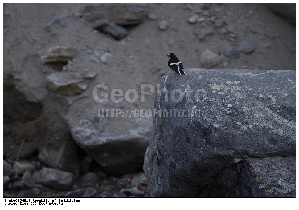 ��������� ��������, �����������, ���������� �����������, ������� ����, ����������� ����, �����, ��������, ��������, �����, �����, ��������, �����������, XYZ, ������������, Muscicapidae, ���������, Enicurus scouleri