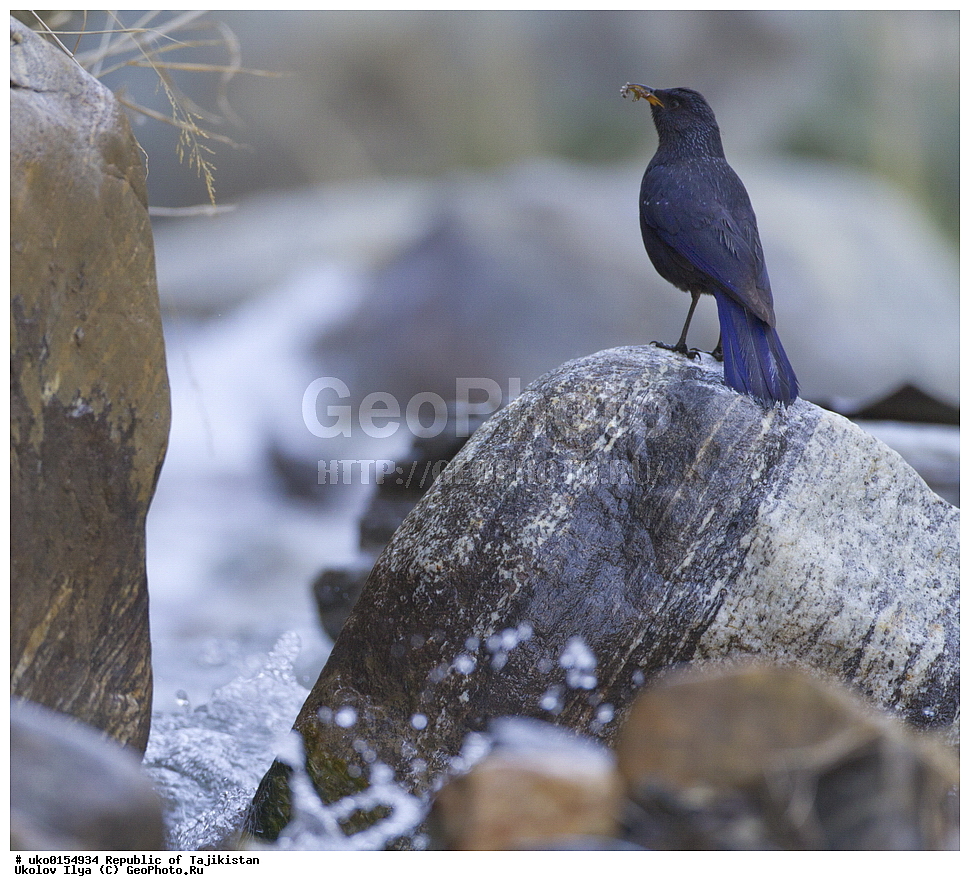 ���, �����������, ���������� �����������, ������� ����, ����������� ����, �����, ��������, ��������, �����, �����, ��������, �����������, XYZ, (���������, Turdidae, ������������, Muscicapidae, ����� �����, Myophonus caeruleus