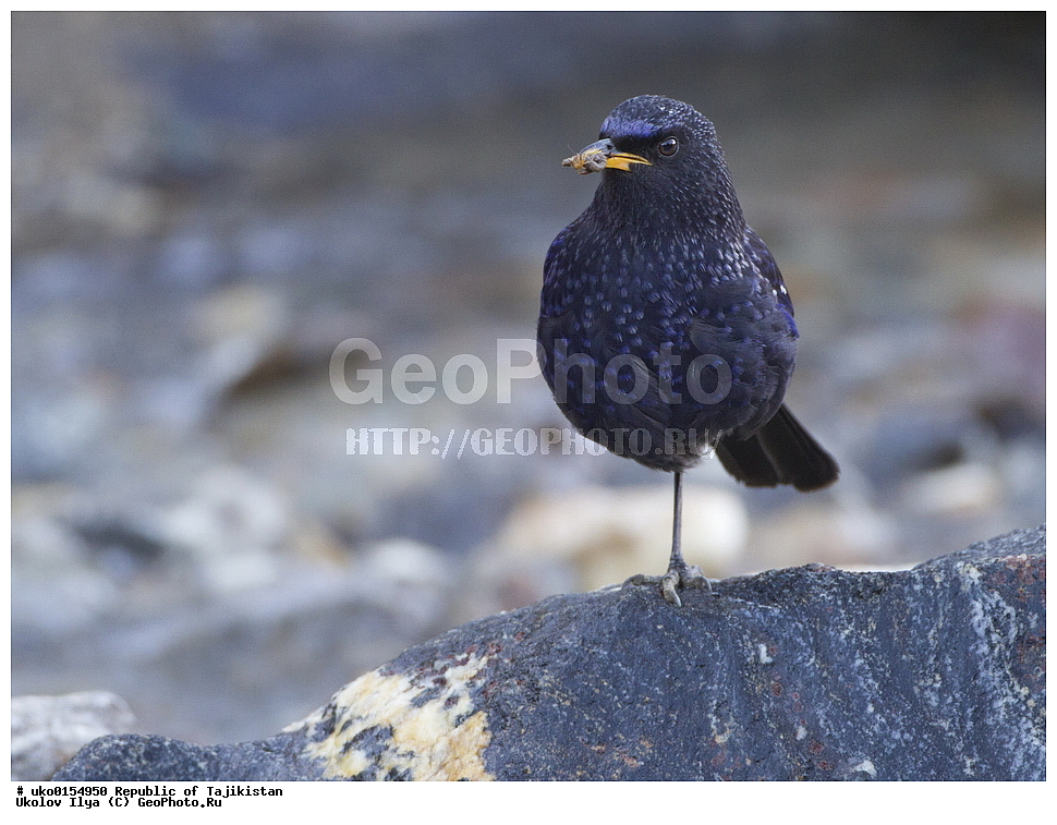 ���, �����������, ���������� �����������, ������� ����, ����������� ����, �����, ��������, ��������, �����, �����, ��������, �����������, XYZ, (���������, Turdidae, ������������, Muscicapidae, ����� �����, Myophonus caeruleus