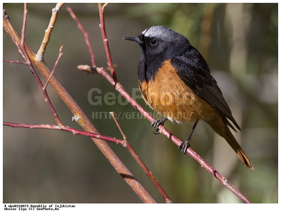 ��������� ��������, �����������, ���������� �����������, ������� ����, ����������� ����, �����, ��������, ��������, �����, �����, ��������, �����������, XYZ, ������������, Muscicapidae, �����������-��������, Phoenicurus ochruros