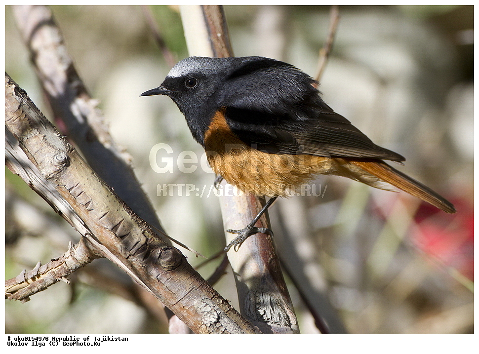 ��������� ��������, �����������, ���������� �����������, ������� ����, ����������� ����, �����, ��������, ��������, �����, �����, ��������, �����������, XYZ, ������������, Muscicapidae, �����������-��������, Phoenicurus ochruros