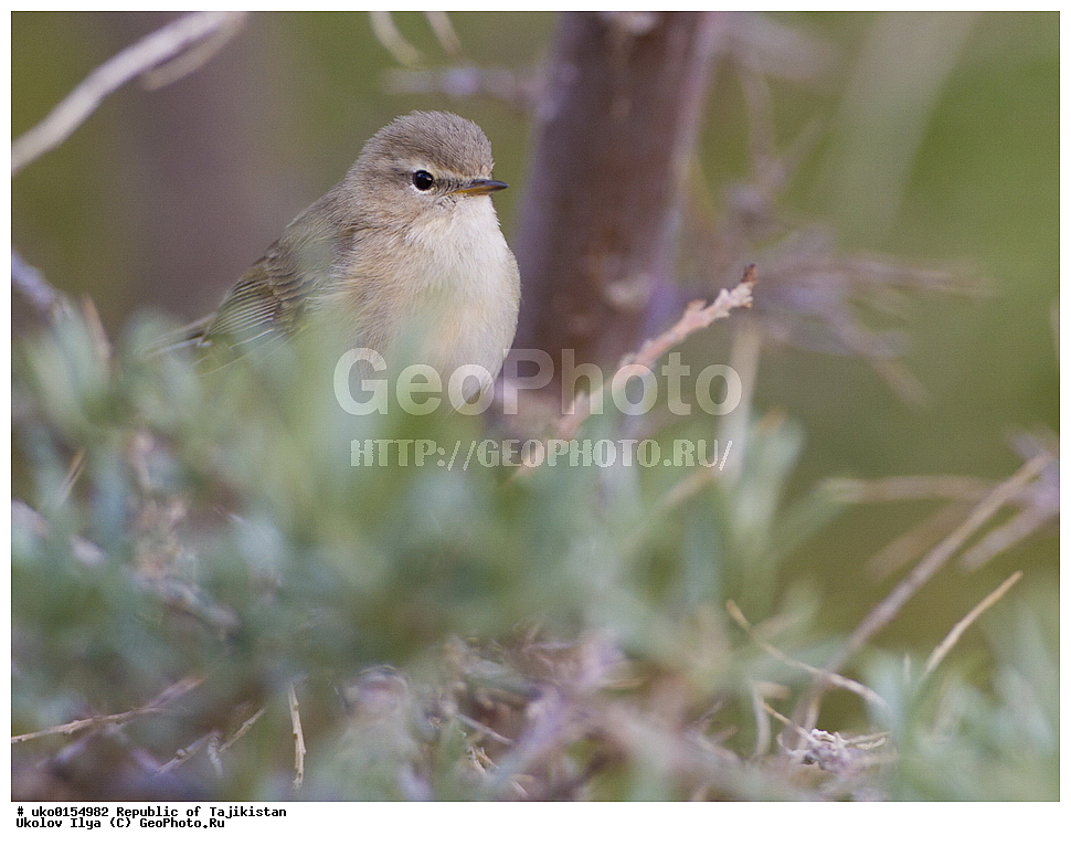 ��������� ��������, �����������, ���������� �����������, ������� ����, ����������� ����, �����, ��������, ��������, �����, �����, ��������, �����������, XYZ, ���������, Sylviidae, ����������, Phylloscopidae, ��������������� ���������, ������ ���������, Phylloscopus sindianus