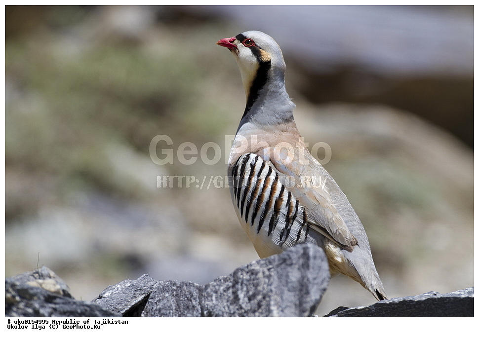 ��������� �����, �����������, ���������� �����������, ������� ����, ����������� ����, �����, ��������, ��������, �����, �����, ��������, �����������, XYZ, ���������, Phasianidae, ������, ��������� ������, ��������� ������ �������, ��������� �������� ���������, �������� ���������, Alectoris chukar