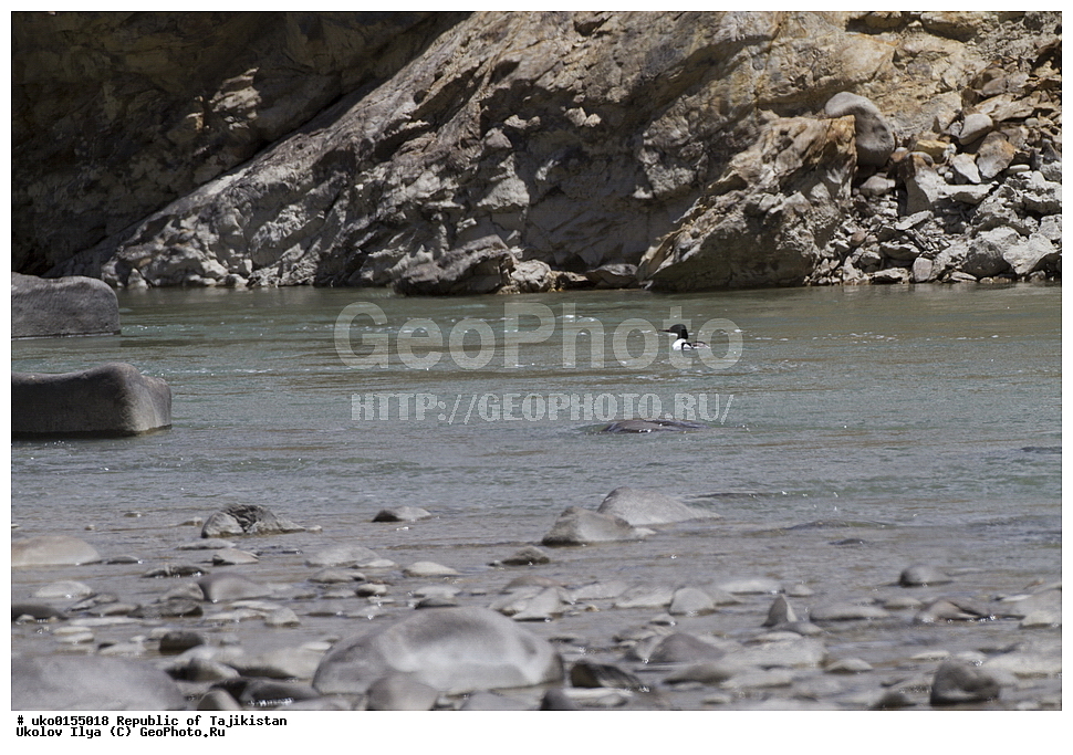 ��������� �����, �����������, ���������� �����������, ������� ����, ����������� ����, �����, ��������, ��������, �����, �����, ��������, �����������, �����������������, ������������� �����, ������������� �����, XYZ, ������, Anatidae, ������� �������, Mergus merganser