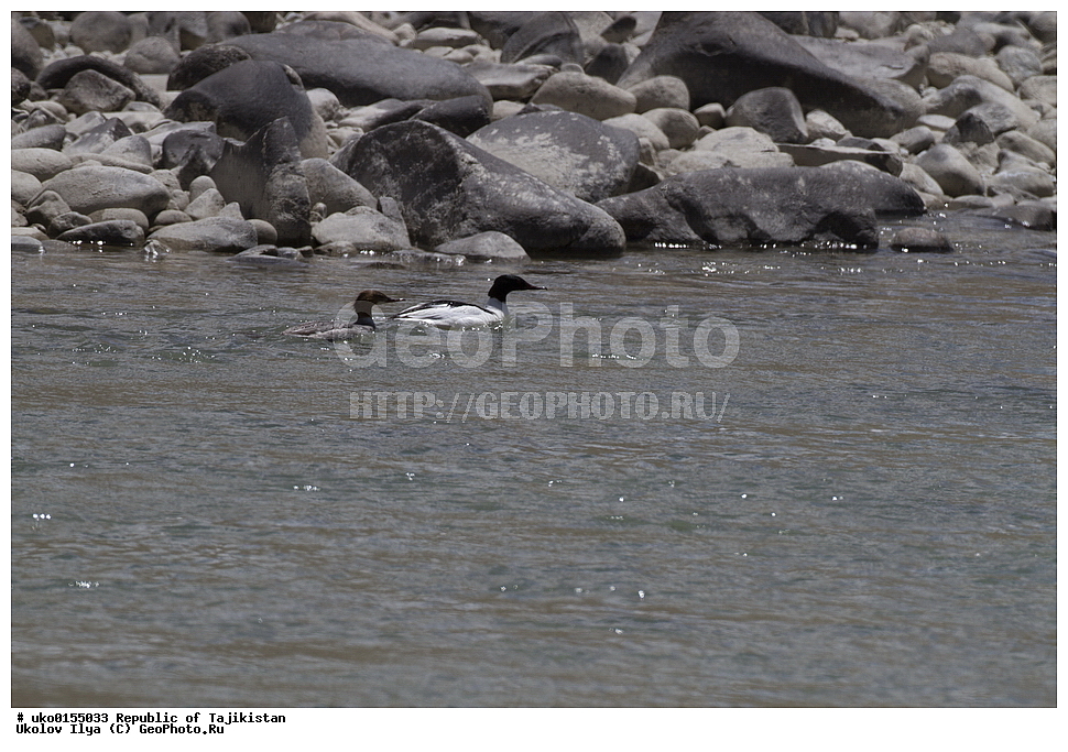 ��������� �����, �����������, ���������� �����������, ������� ����, ����������� ����, �����, ��������, ��������, �����, �����, ��������, �����������, �����������������, ������������� �����, ������������� �����, XYZ, ������, Anatidae, ������� �������, Mergus merganser