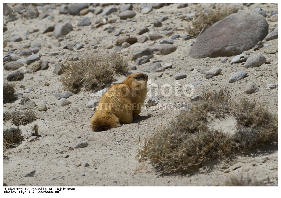  �����������, ���������� �����������, ������� ����, ����������� ����, �����, ��������, ��������, �������������, �������������, �����, �����, XYZ, �������, Sciuridae, ������� �����, ������������� �����, Marmota caudate, Arctomys caudata, Marmota caudata