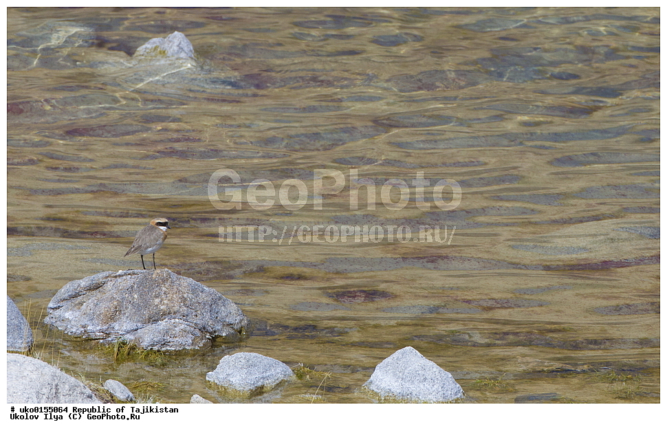  ��������� �����, �����������, ���������� �����������, ������� ����, ����������� ����, �����, ��������, ��������, �����, �����, ��������, �����������, �����, ������, XYZ, ���������, Charadriidae, ����������� ���, ����������� ����, Charadrius mongolus