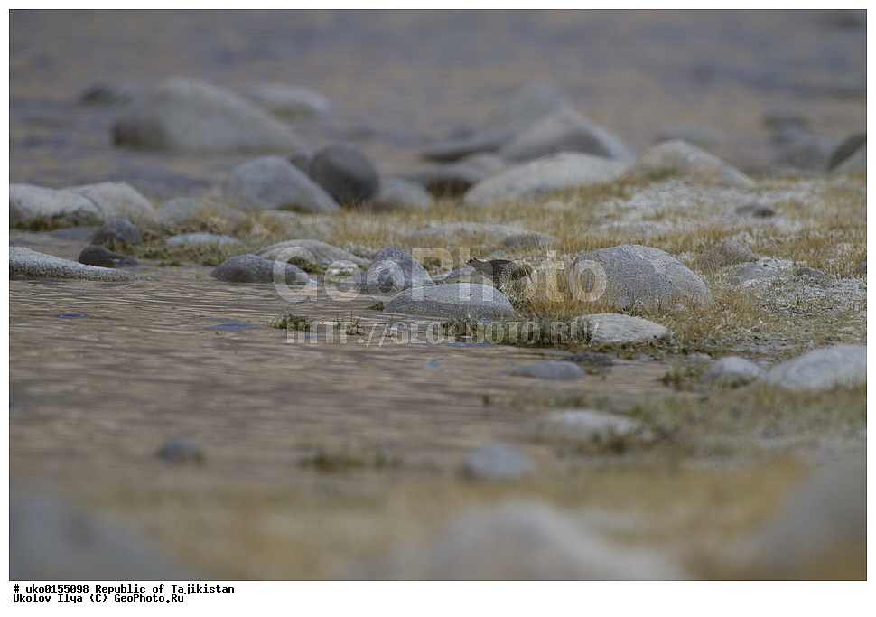 ��������� �����, �����������, ���������� �����������, ������� ����, ����������� ����, �����, ��������, ��������, �����, �����, ��������, �����������, �����, ������, XYZ, ���������, Scolopacidae, �������, �����������, Tringa totanus