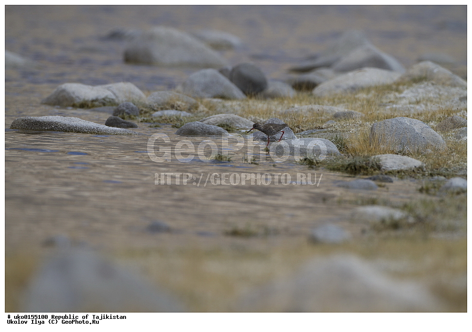 ��������� �����, �����������, ���������� �����������, ������� ����, ����������� ����, �����, ��������, ��������, �����, �����, ��������, �����������, �����, ������, XYZ, ���������, Scolopacidae, �������, �����������, Tringa totanus