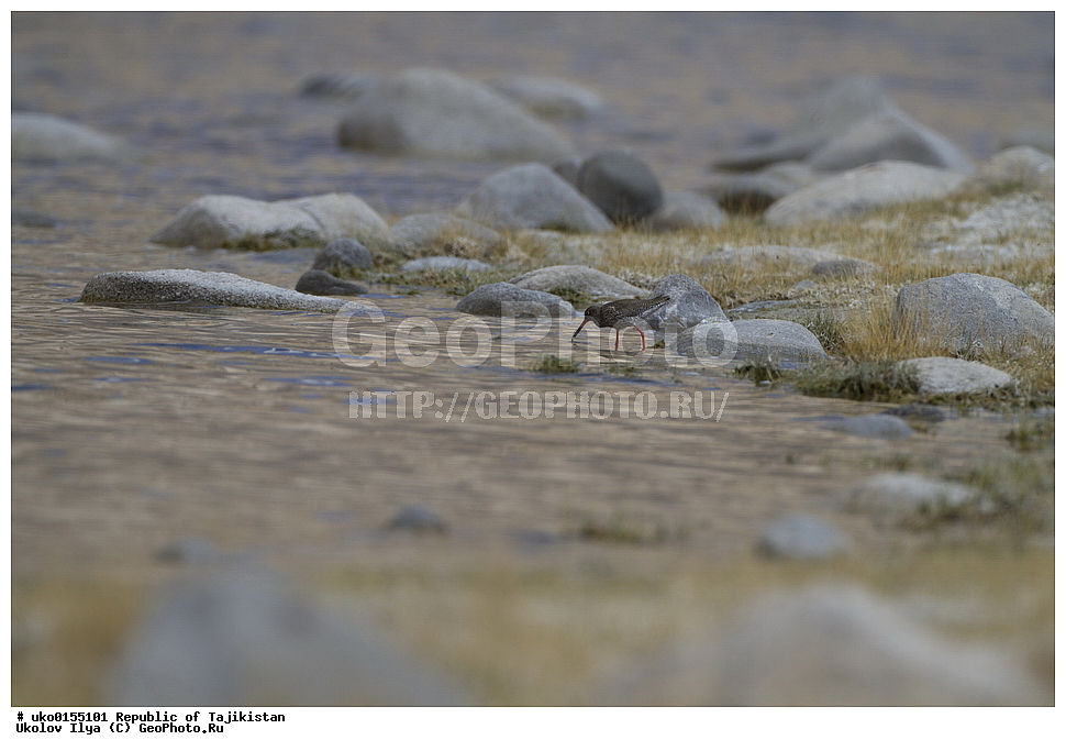 ��������� �����, �����������, ���������� �����������, ������� ����, ����������� ����, �����, ��������, ��������, �����, �����, ��������, �����������, �����, ������, XYZ, ���������, Scolopacidae, �������, �����������, Tringa totanus