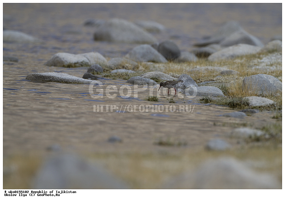 ��������� �����, �����������, ���������� �����������, ������� ����, ����������� ����, �����, ��������, ��������, �����, �����, ��������, �����������, �����, ������, XYZ, ���������, Scolopacidae, �������, �����������, Tringa totanus