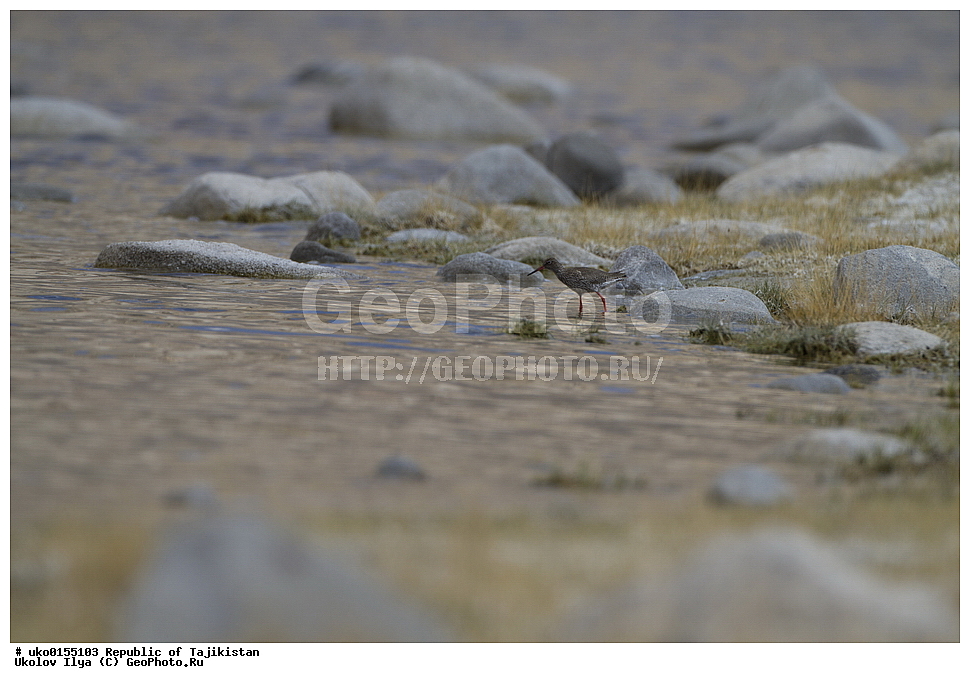 ��������� �����, �����������, ���������� �����������, ������� ����, ����������� ����, �����, ��������, ��������, �����, �����, ��������, �����������, �����, ������, XYZ, ���������, Scolopacidae, �������, �����������, Tringa totanus