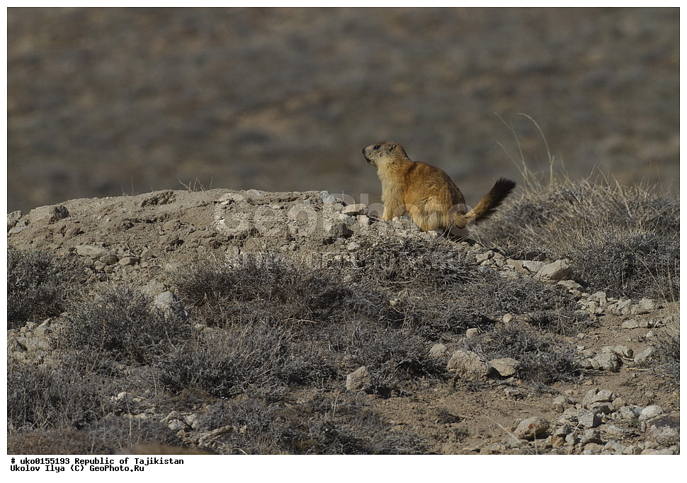  �����������, ���������� �����������, ������� ����, ����������� ����, �����, ��������, ��������, �������������, �������������, �����, �����, XYZ, �������, Sciuridae, ������� �����, ������������� �����, Marmota caudate, Arctomys caudata, Marmota caudata