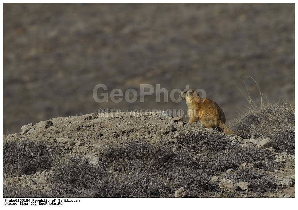  �����������, ���������� �����������, ������� ����, ����������� ����, �����, ��������, ��������, �������������, �������������, �����, �����, XYZ, �������, Sciuridae, ������� �����, ������������� �����, Marmota caudate, Arctomys caudata, Marmota caudata