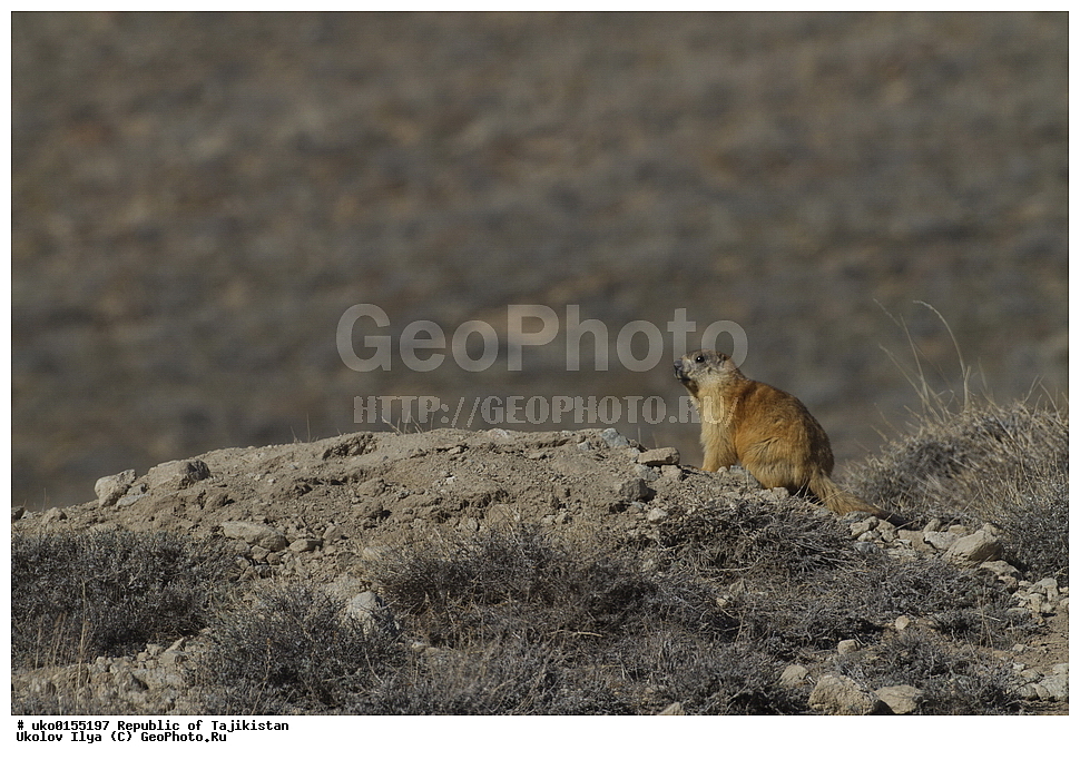  �����������, ���������� �����������, ������� ����, ����������� ����, �����, ��������, ��������, �������������, �������������, �����, �����, XYZ, �������, Sciuridae, ������� �����, ������������� �����, Marmota caudate, Arctomys caudata, Marmota caudata