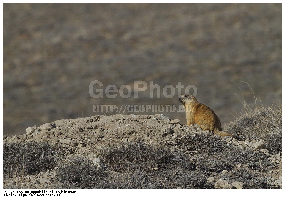  �����������, ���������� �����������, ������� ����, ����������� ����, �����, ��������, ��������, �������������, �������������, �����, �����, XYZ, �������, Sciuridae, ������� �����, ������������� �����, Marmota caudate, Arctomys caudata, Marmota caudata